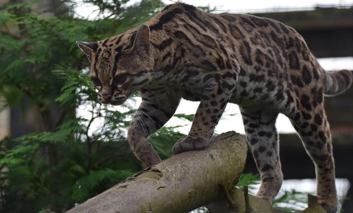 Margay
